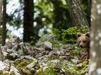 medved, kočevski gozd