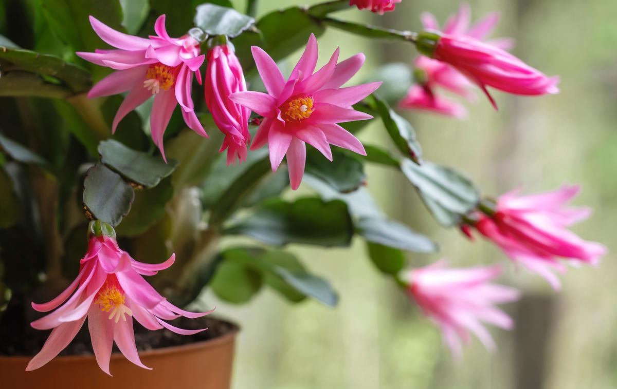 velikonočni kaktus (Hatiora gaerneri) | Velikonočni kaktus nas s svojimi cvetovi razveseljuje od marca do junija. | Foto Shutterstock