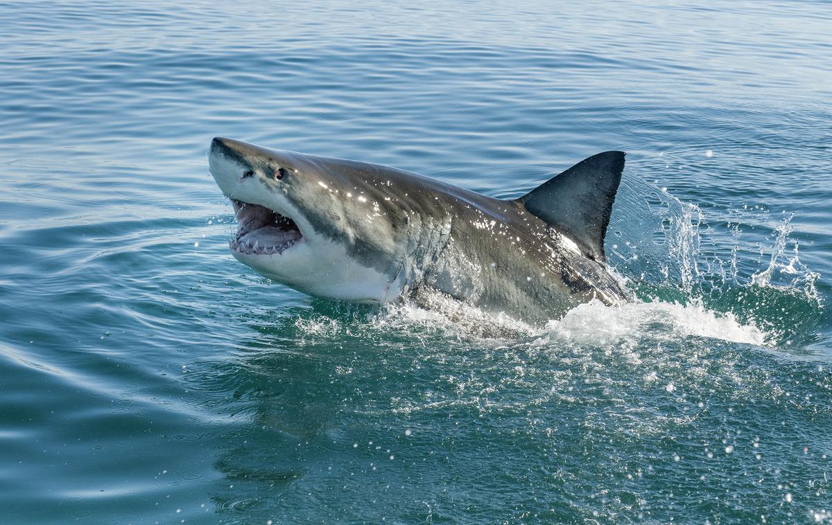 Morski pes | Iz Avstralije poročajo o novem napadu morskega psa na otroka. | Foto Getty Images