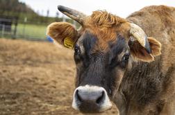 Nenavaden primer na Dolenjskem: na pašniku ubili kravo in odnesli le okončine