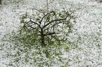 Toča povzročila za najmanj 6,2 milijona evrov škode v kmetijstvu