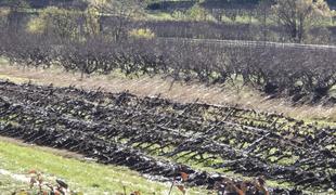 Vinogradniki v Goriških brdih potrebujejo takojšnjo pomoč države