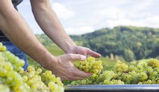 Sladki konec tedna: Sladica s trgatve