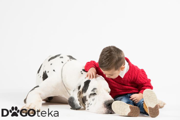 Dogoteka, novo 7 | Foto: 