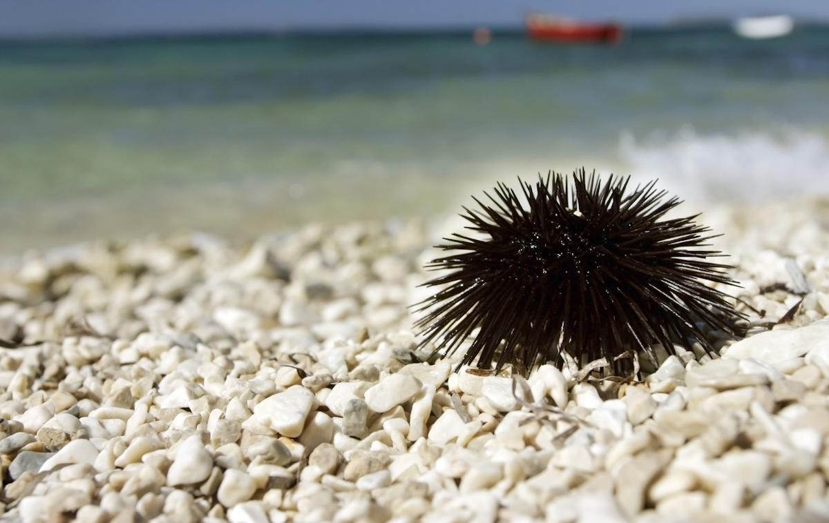 plaža ježek | Foto Shutterstock