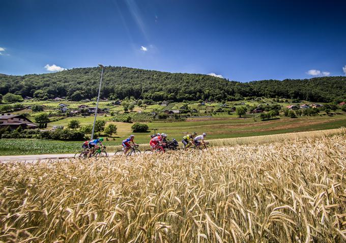 4. etapa dirke Po Sloveniji: Kilometri kopnijo, kolesarji se približujejo Novemu mestu. V ozadju so številne zidanice, kjer domačini hranijo vino. | Foto: Vid Ponikvar