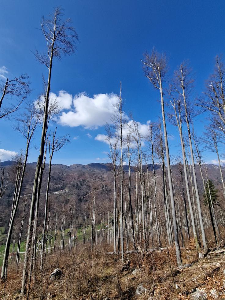Nad Čepovanskim dolom. Žled je tu pred desetimi leti uničil prej mogočen bukov gozd. | Foto: Matej Podgoršek