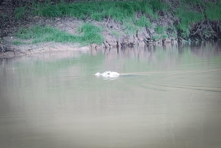 Med vožnjo s čolnom je mimo nas priplaval kajman.  | Foto: K. M.