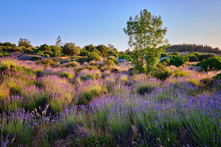 HTZ | Foto: Shutterstock