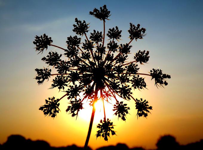 peteršiljev cvet | Foto: Pixabay