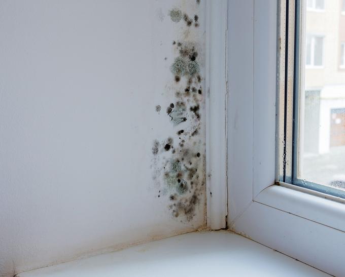 Če je vlage v vašem domu preveč, lahko začne nastajati zdravju škodljiva plesen. | Foto: Getty Images
