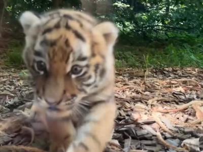 Iz živalskega vrta delili nov posnetek tigrčkov in jasno sporočilo obiskovalcem #video