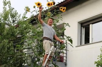 Ljubljančan na svojem vrtu vzgojil sončnico velikanko