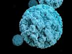 Hantavirus