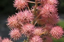 Ricinus – semena so strupena, olje zdravilno