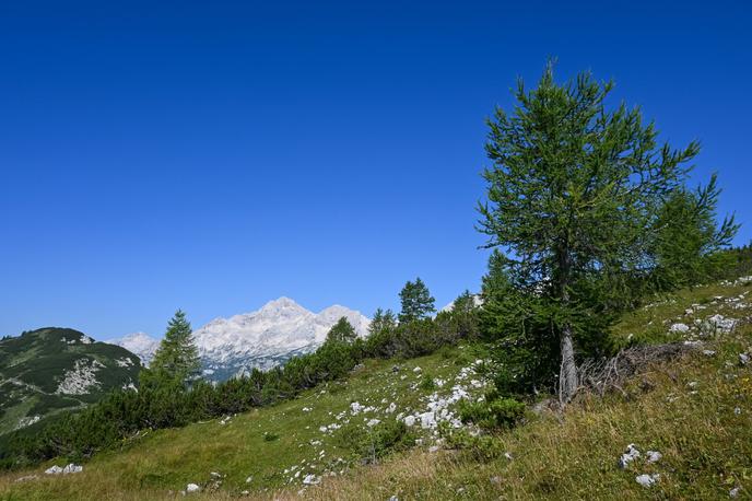 Mrežce | Na robu Pokljuke se nam s severnih vrhov, kot je denimo Mrežce, odpre čudovit pogled proti Triglavu. | Foto Matej Podgoršek