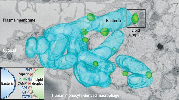 maščobe, bakterije | Foto: University of Queensland