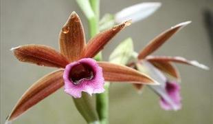 Orhideja, gvatemalska narodna cvetlica