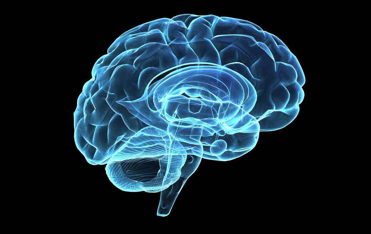 Možgani | Učinkovitost naših možganov je postopoma rasla vse 20. stoletje, v devetdesetih pa še občutno hitreje. | Foto Thinkstock