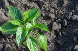 Zakaj paprika in jajčevci maja še vedno mirujejo ter kako jih spodbuditi?