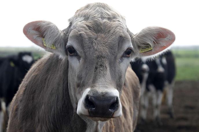 Govedo | Kmetu so odvzeli 24 glav goveda.  | Foto STA