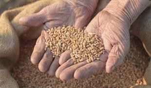 Video: za tono najkakovostnejše slovenske pšenice 200 evrov