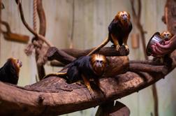 Šok na letališču: našli so opice