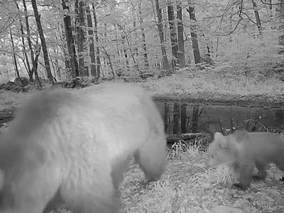 Poletni posnetki iz osrčja gozdov razkrivajo ravnanje živali v vročini #video