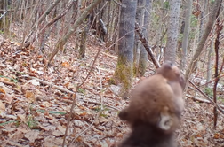Poglejte, kako štiri tedne star mladič volka vadi tuljenje #video