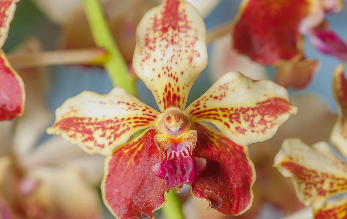 opičja orhideja | Foto Getty Images