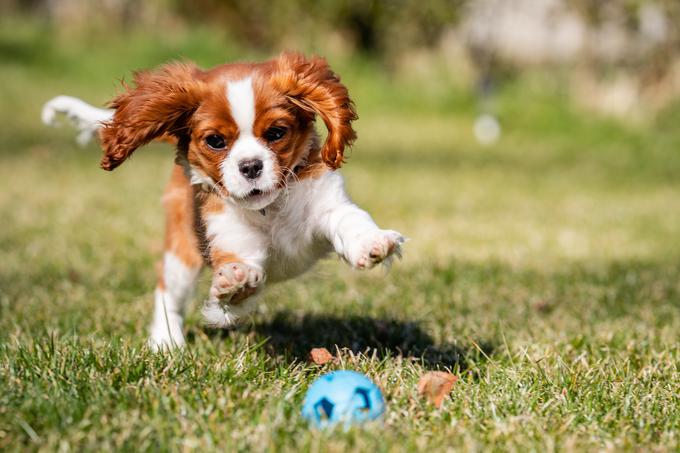 Kavalir kralja Karla, pes, kuža, kužek, psiček | Foto: Shutterstock