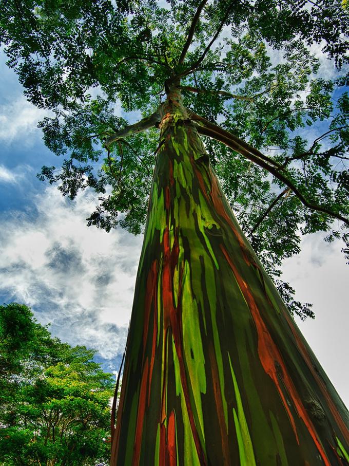 drevo | Foto: JWilsonNorton