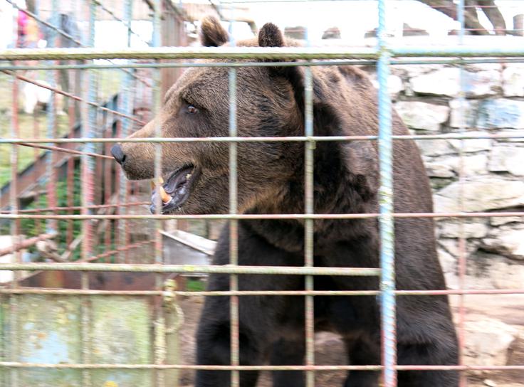 Tudi turistična kmetija Abram ima lepo število živalskih prebivalcev - med njimi je velikanski medved Mitko. | Foto: Miha First