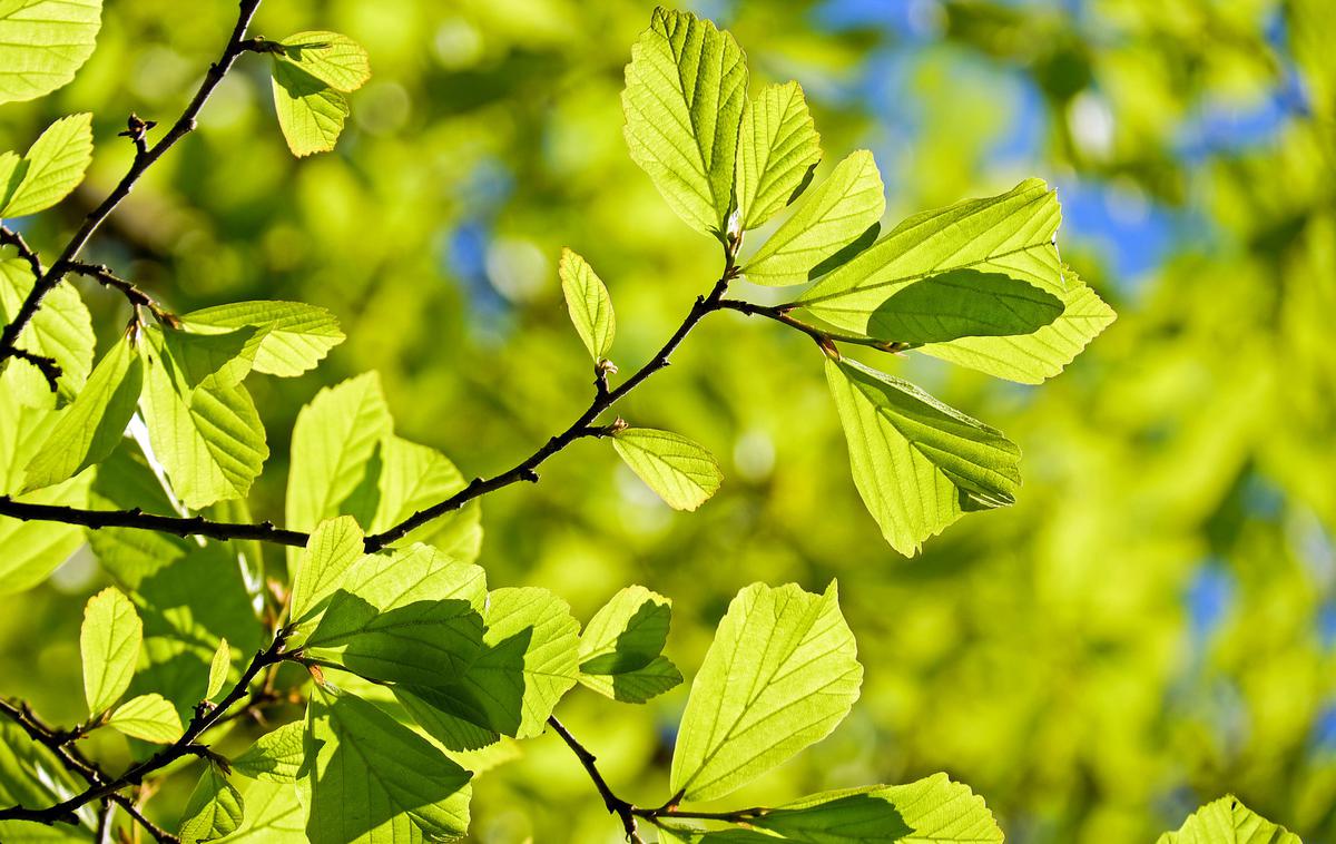 pomlad, drevo | Drevi ob 21.58 se bo začela koledarska pomlad. | Foto Pixabay