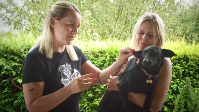 Najpogostejši razlog za obisk veterinarja s psom #video