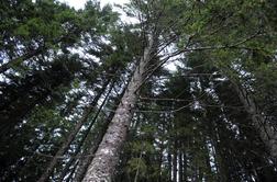 Iz gorenjskih gozdov ukradli za 20 tisoč evrov lesa