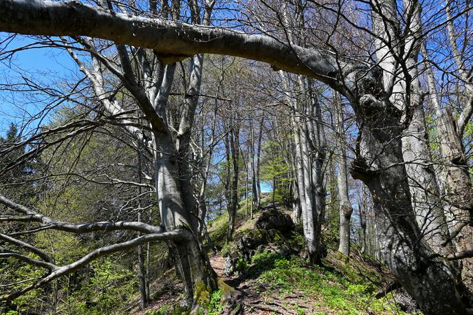 Polhograjski Dolomiti | Tik pod vrhom najvišje točke Polhograjskega hribovja – Tošč (1.021 metrov nadmorske višine) | Foto Matej Podgoršek