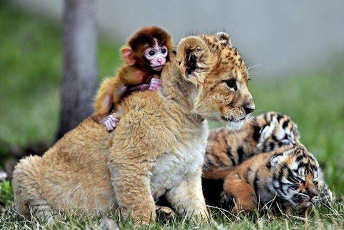Foto: Neverjetna, a zato toliko bolj prikupna prijateljstva med živalmi