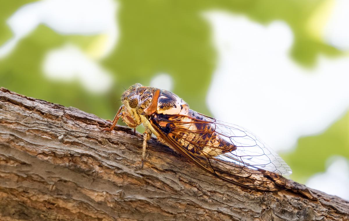 Škržati, žuželke | Družina škržatov ima več kot tri tisoč vrst žuželk, ki jih najdemo po vsem svetu. | Foto Shutterstock