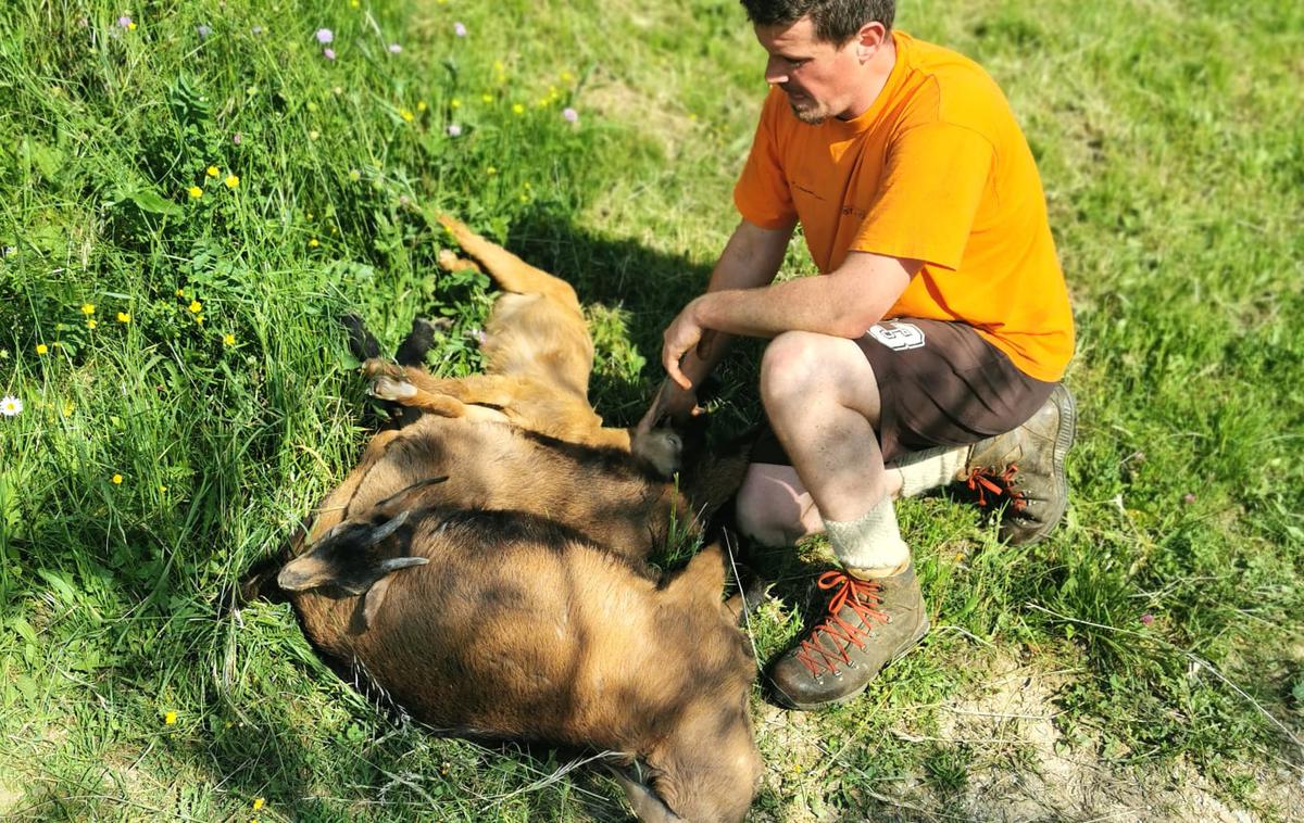 koza1 | Žiga Kršinar ljudi poziva, naj ne hranijo živali na paši. (Foto: osebni arhiv, FB)