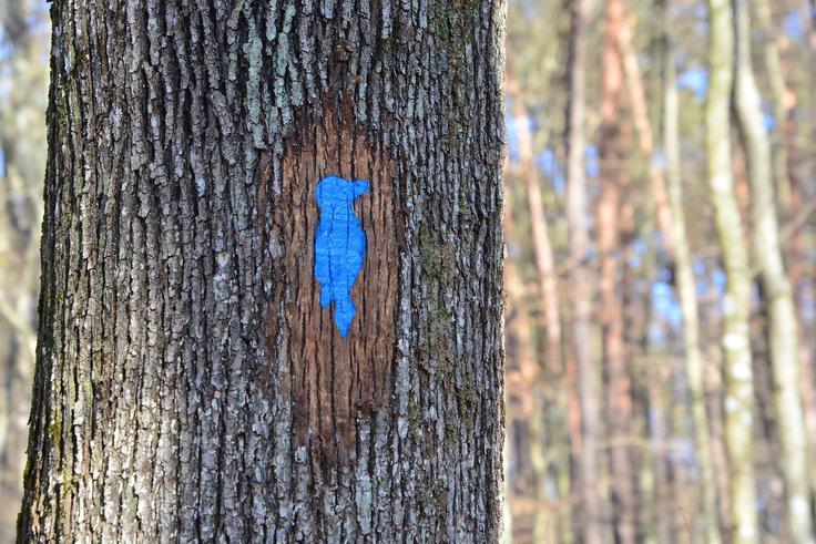 Goričko, drevesa | Foto: Mojca Podletnik, KP Goričko