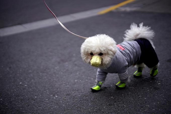 Psi so na virus lahko pozitivni, niso pa nujno okuženi. | Foto: Reuters