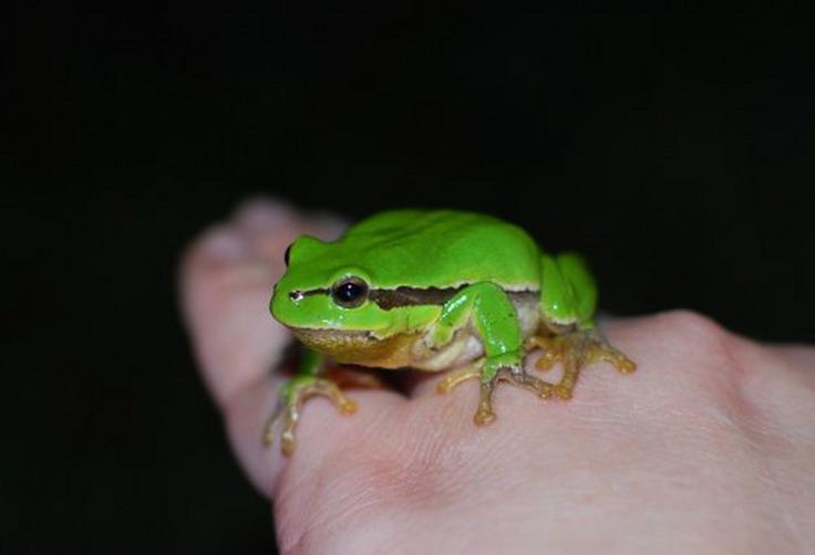 Regica | Foto: pomagajamo-zabicam.si