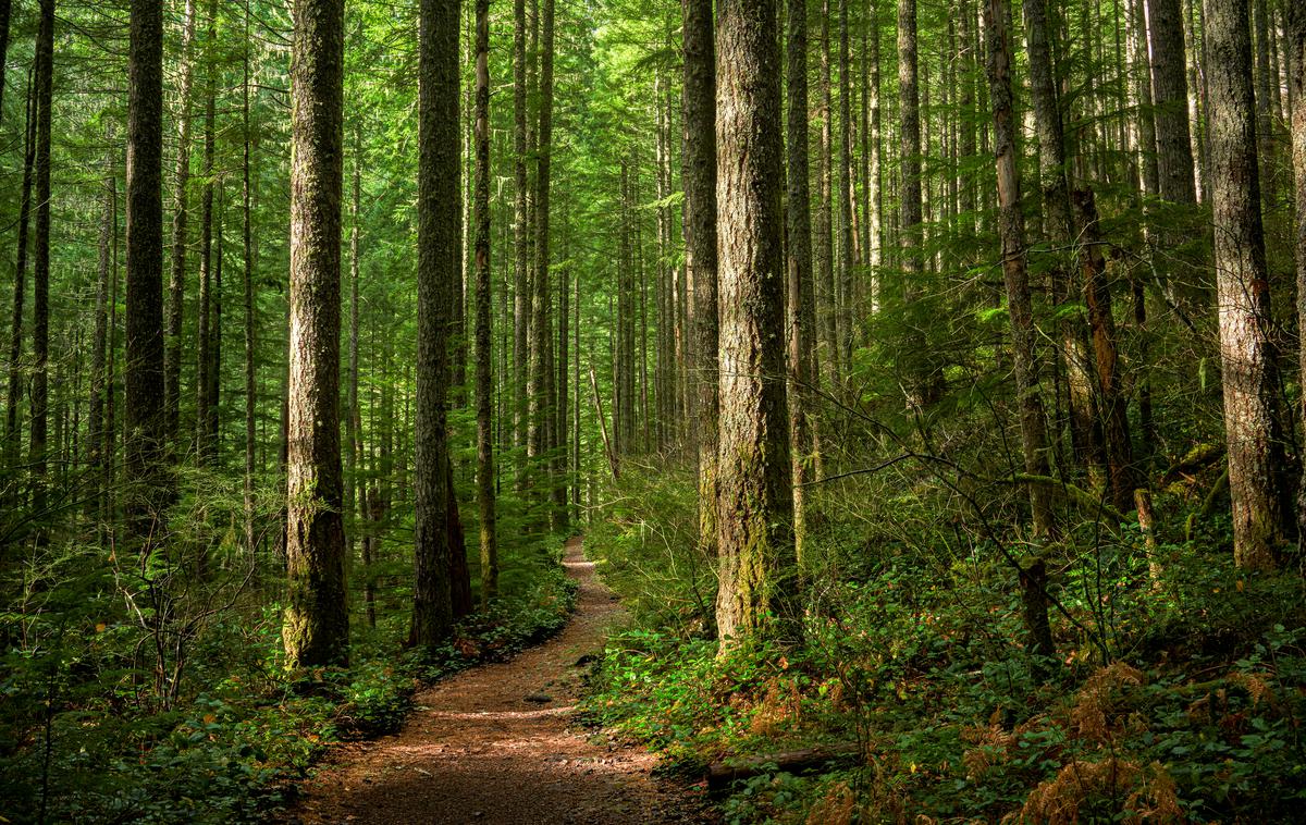 gozd | Mednarodni dan gozdov na pobudo Združenih narodov obeležujemo 21. marca. | Foto Getty Images