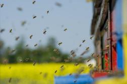 Evropski poslanci za vseevropska prizadevanja proti pomorom čebel