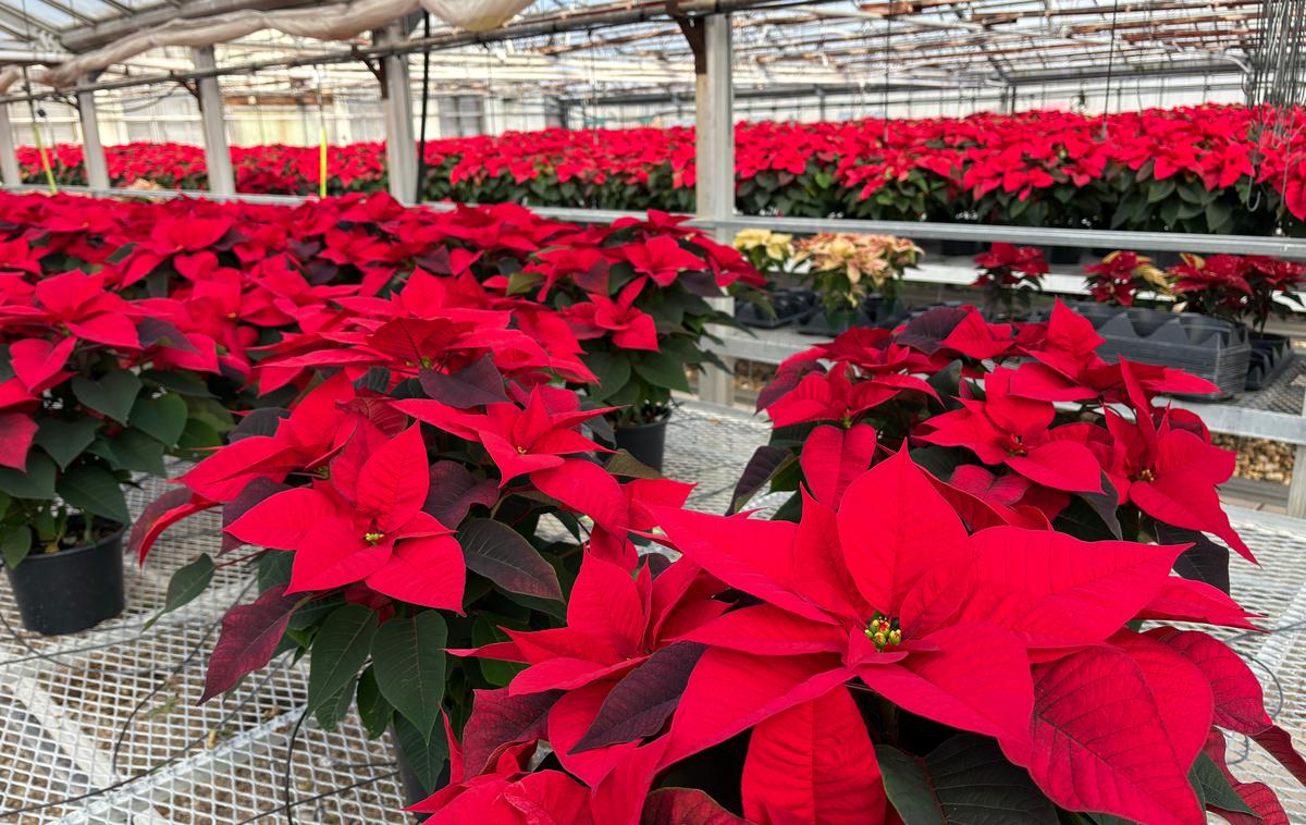 božična zvezda, božična rastlina, lončnica | Božične zvezde hitro pokažejo, ko jim kaj v okolju ne ustreza. To pokažejo tako, da odvržejo liste. "Najbolje uspevajo v domovih, kjer se temperatura giblje okoli 20 stopinj Celzija. Tudi previsoka temperatura jim namreč ne ustreza," povedo strokovnjaki. | Foto Shutterstock
