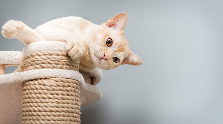 mačka | Foto: Shutterstock