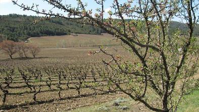 Bordeaux, Burgundija in Šampanja … Kaj pa Languedoc?