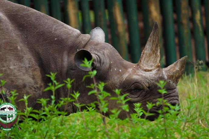 Nosorog, Fausta | Fausta je živela dlje od kateregakoli drugega nosoroga na svetu.  | Foto Reuters
