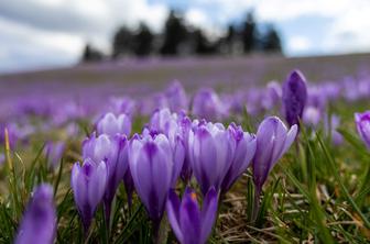 Na Veliki planini jih še lep čas ne bo, na Mrzlem vrhu so žafrani že privabljali množice